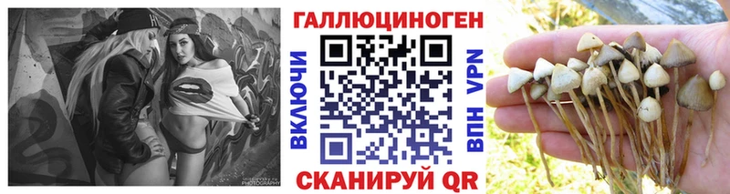KRAKEN tor  Ядрин  Галлюциногенные грибы прущие грибы 